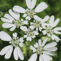 White Lace Flower